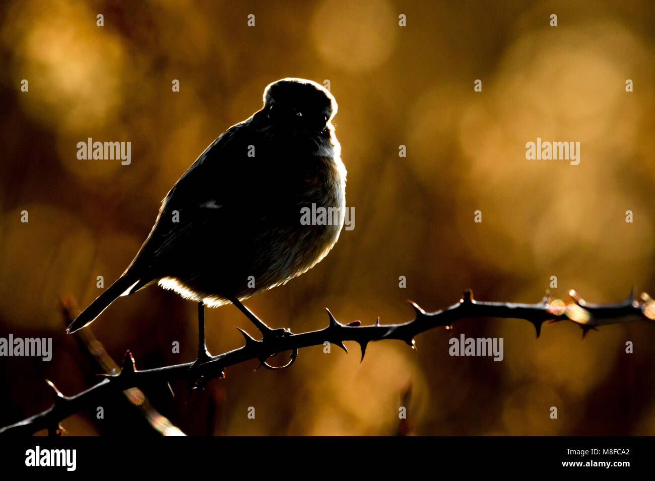 Roodborsttapuit; Stonechat europea Foto Stock