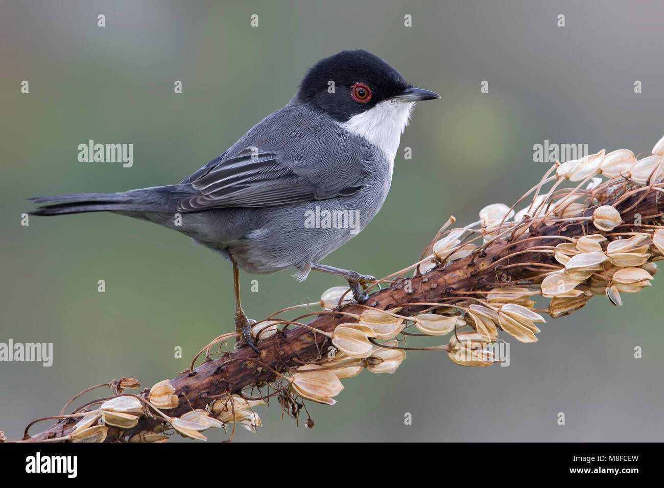 Kleine Zwartkop; Trillo sardo; Sylvia melanocephala Foto Stock