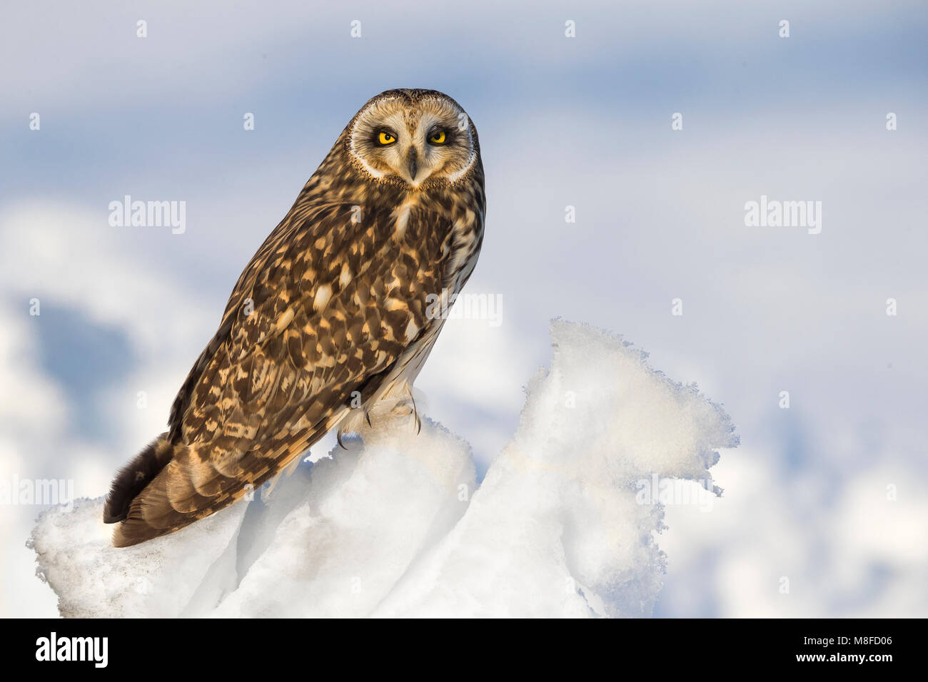 Velduil zittend in de sneeuw; breve-eared Owl arroccato nella neve Foto Stock