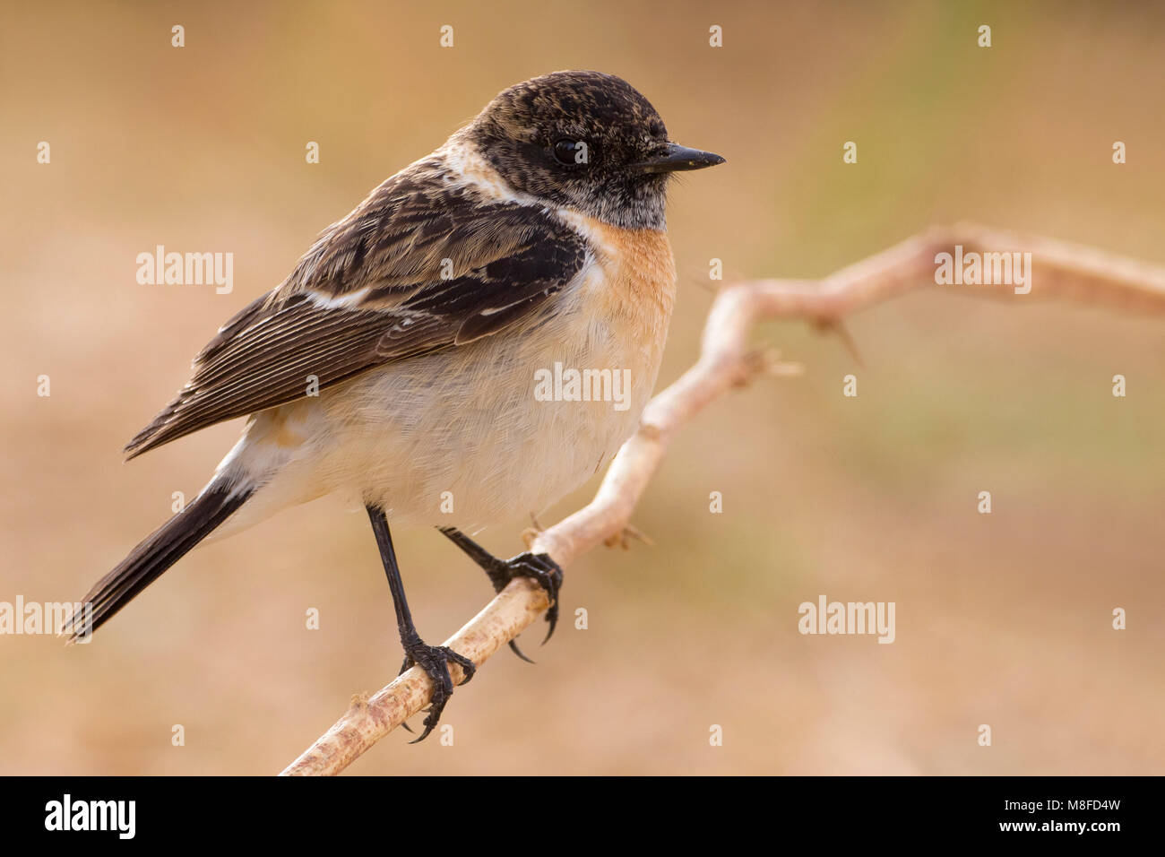 Aziatische Roodborsttapuit; Siberian Stonechat; Foto Stock