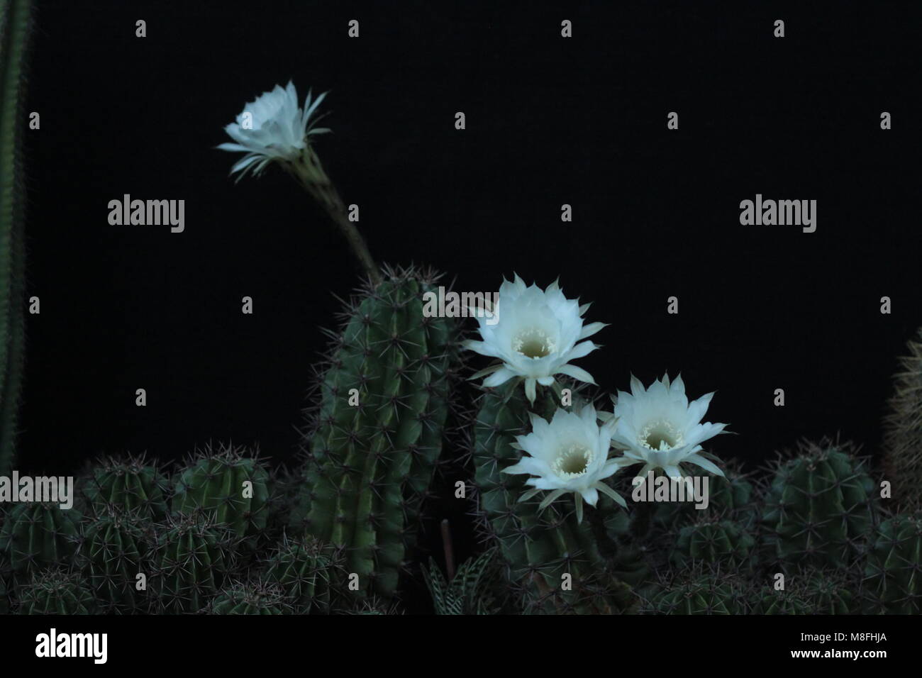 Regina della notte - cactus Foto Stock