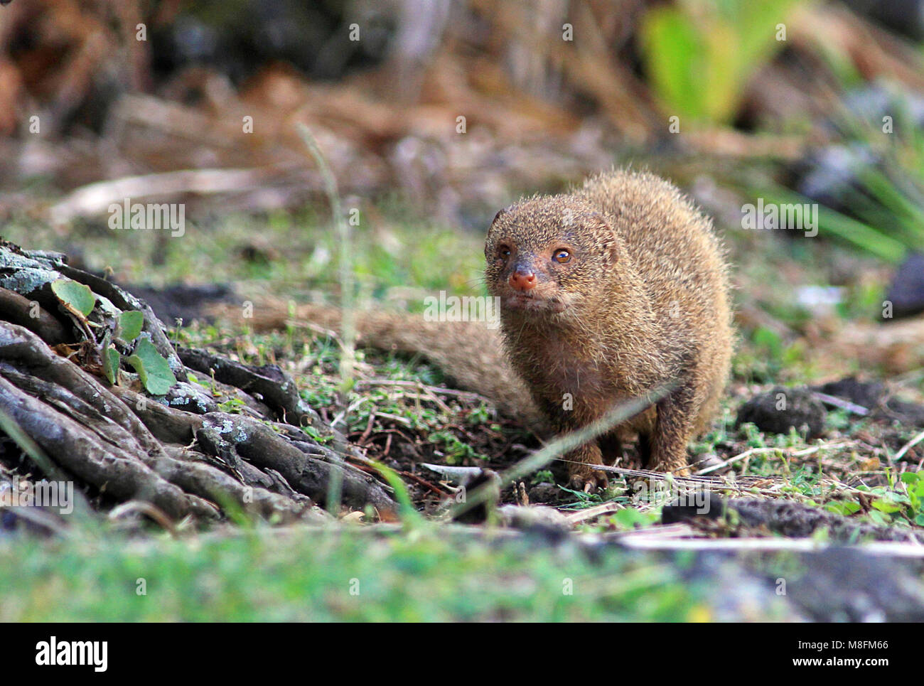 Il piccolo invasive Asian Mongoose (Herpestes javanicus) sulla strada di Hana sull'isola hawaiana di Maui. Foto Stock