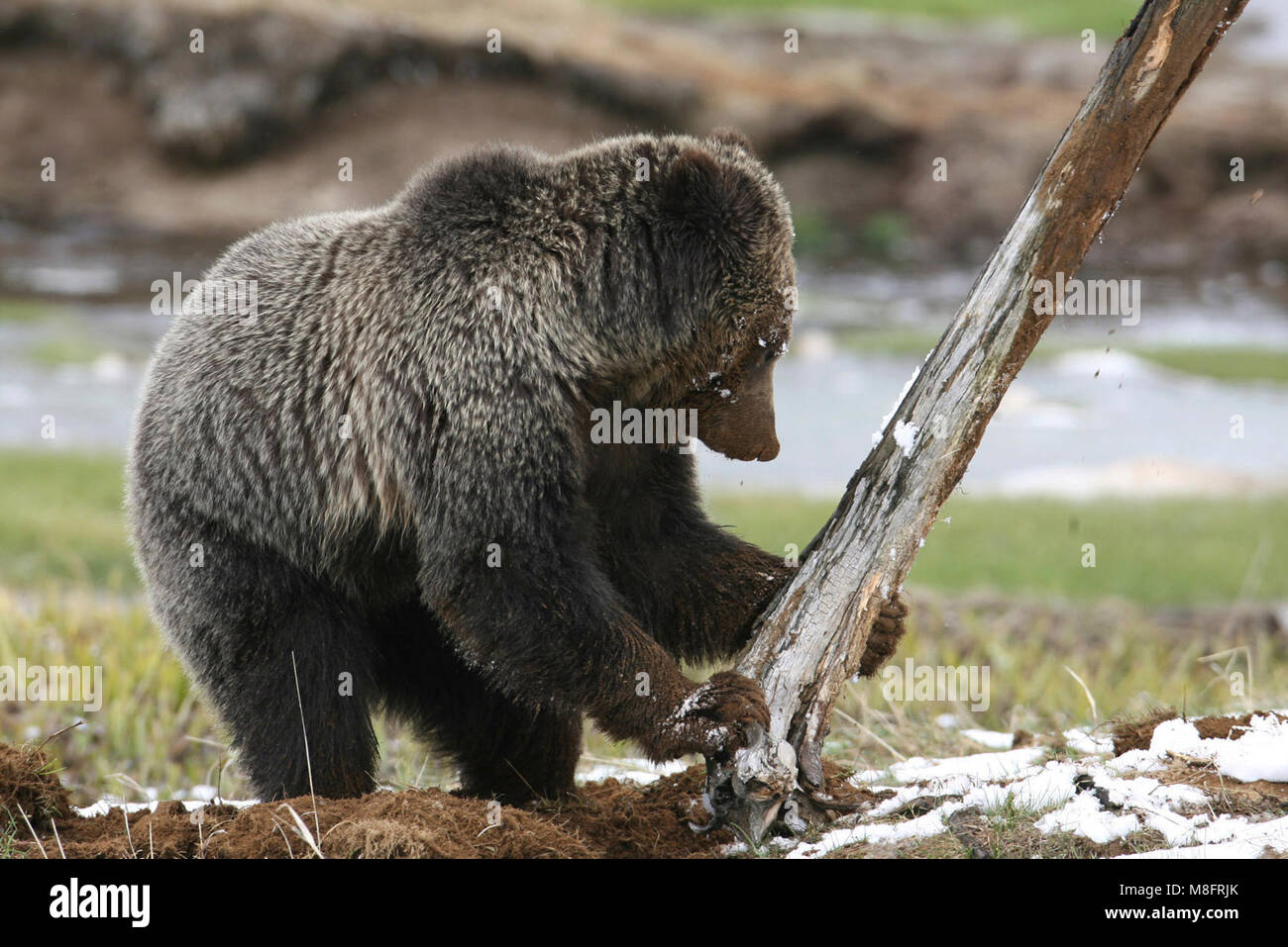 .Orso grizzly ribaltamento in alto albero morto vicino al torrente di ossidiana;. Foto Stock