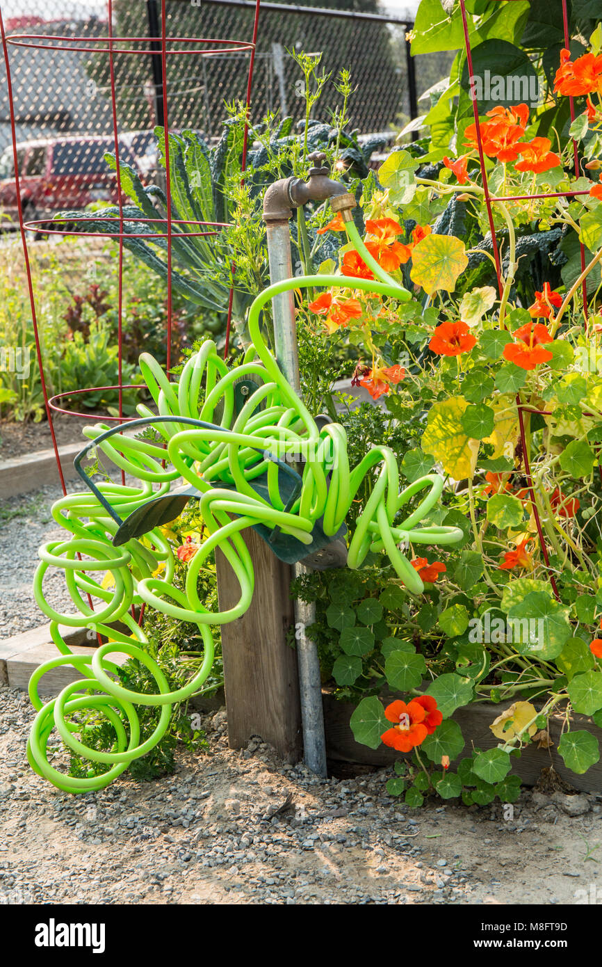 Nasturtiums il crescente in una comunità giardino accanto a un colorato giardino arricciata il tubo flessibile Foto Stock