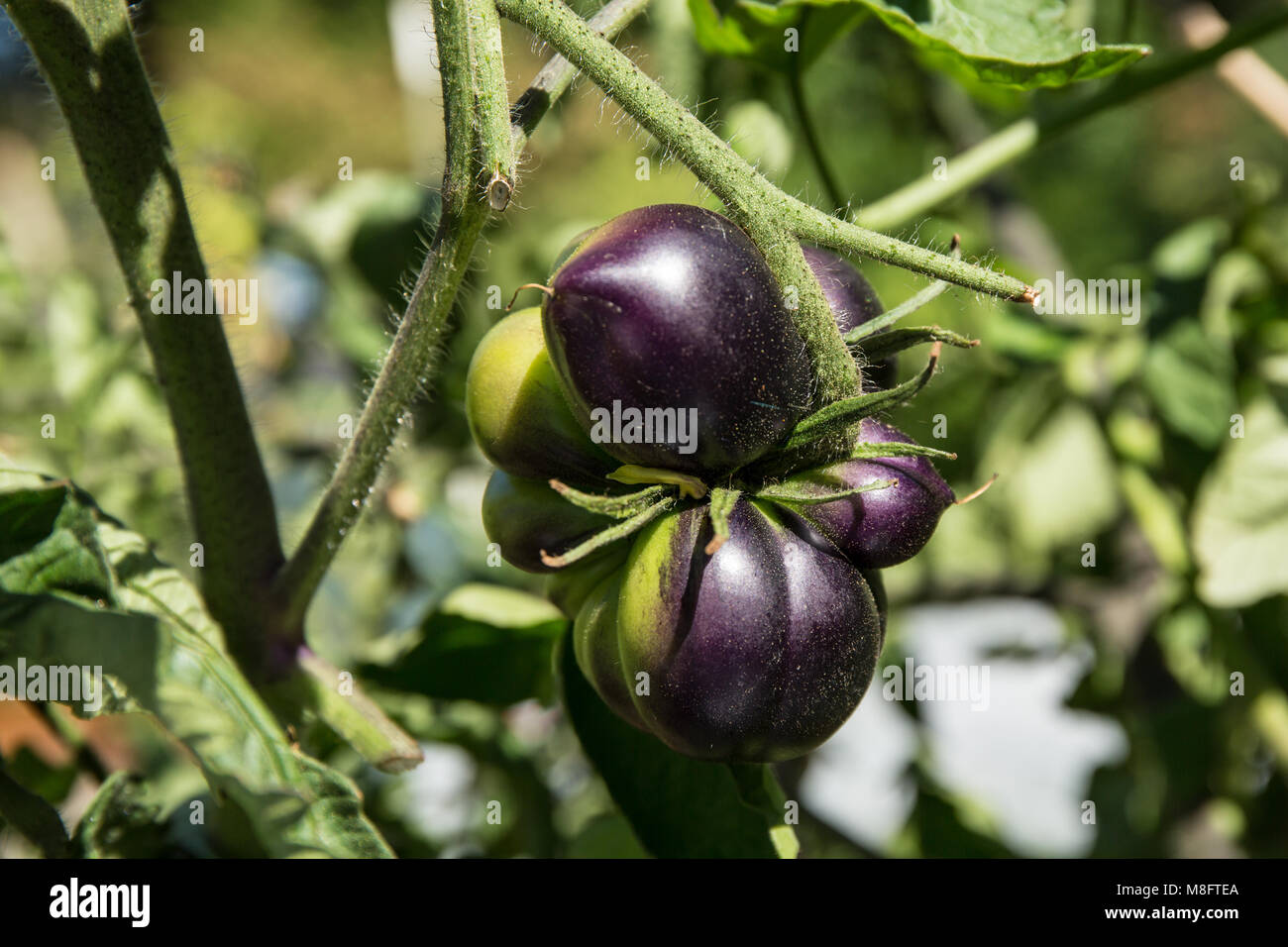 Bellevue, Washington, USA. Bellezza nera cimelio di famiglia pianta di pomodoro in crescita. Un buio, carnosa, molto ricco di pomodoro arricchito con estrema antocianina espressione ( Foto Stock