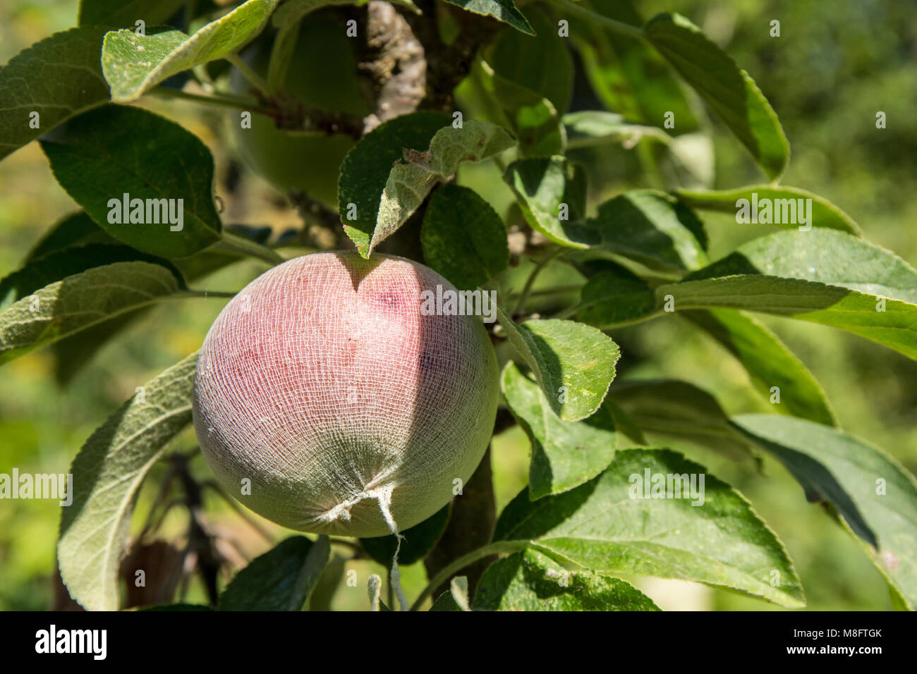 Alberi da frutto colonnari immagini e fotografie stock ad alta risoluzione  - Alamy