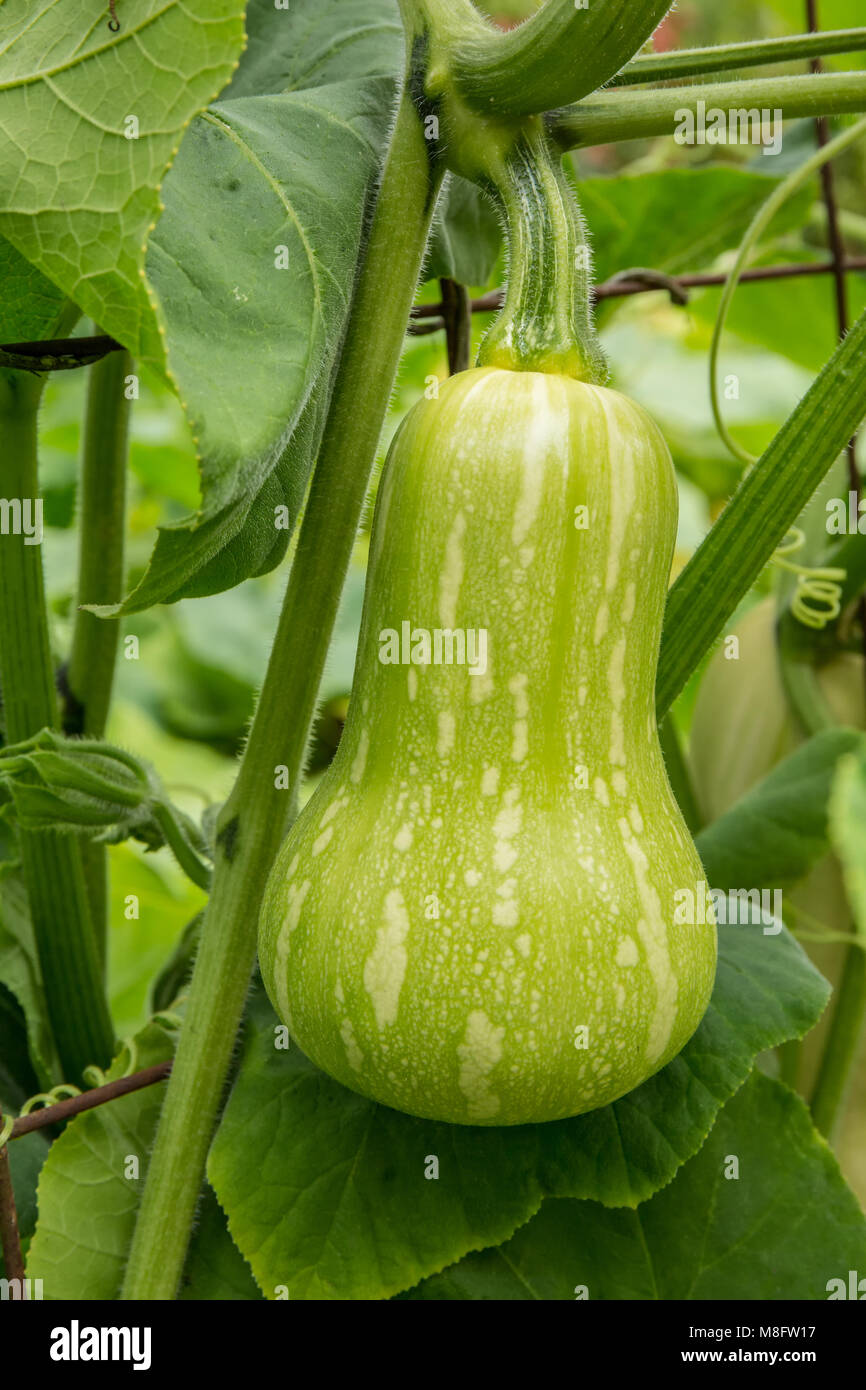 Barbara ibrido F1 la zucca sulla vite Foto Stock