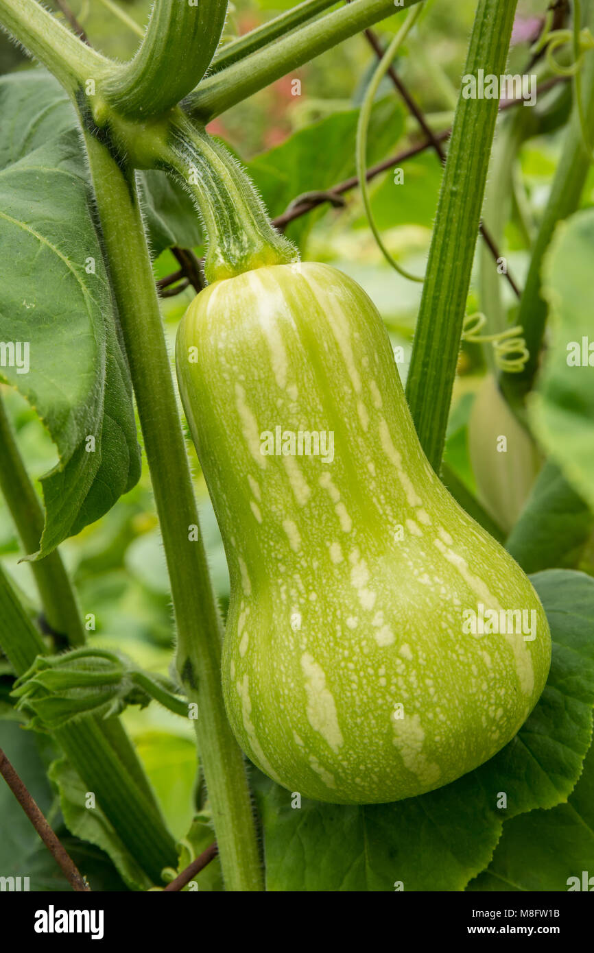 Barbara ibrido F1 la zucca sulla vite Foto Stock