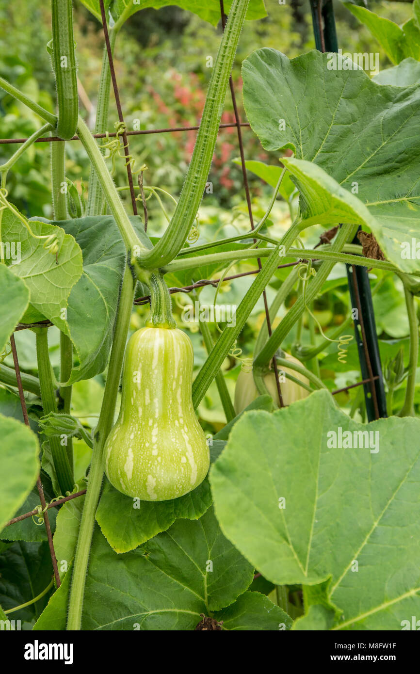Barbara ibrido F1 la zucca sulla vite Foto Stock