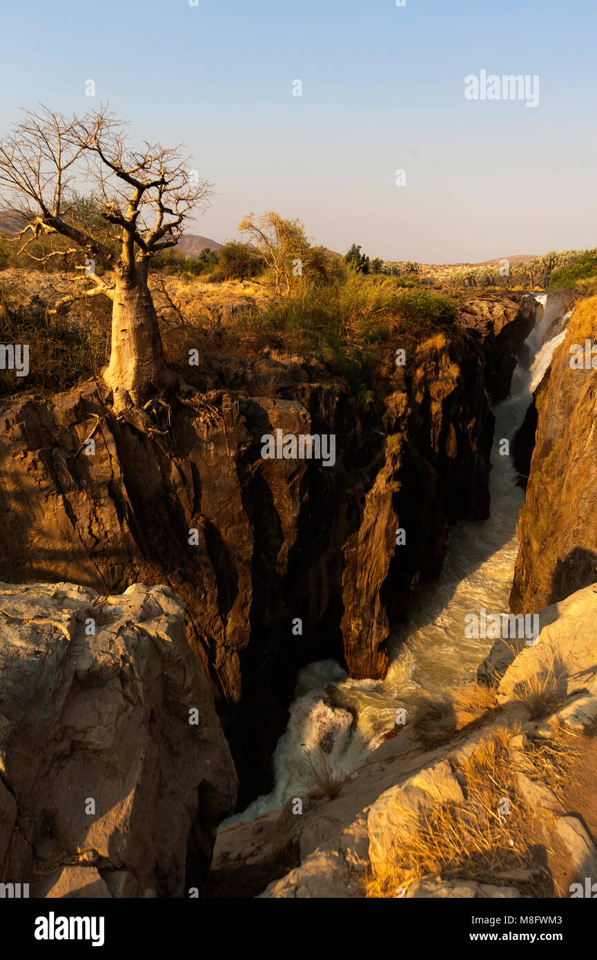 Alberi Baobahs su Epupa Falls sul confine Angola, regione di Kunene, sull'altro lato del fiume è territorio dell'Angola, Namibia. Foto Stock