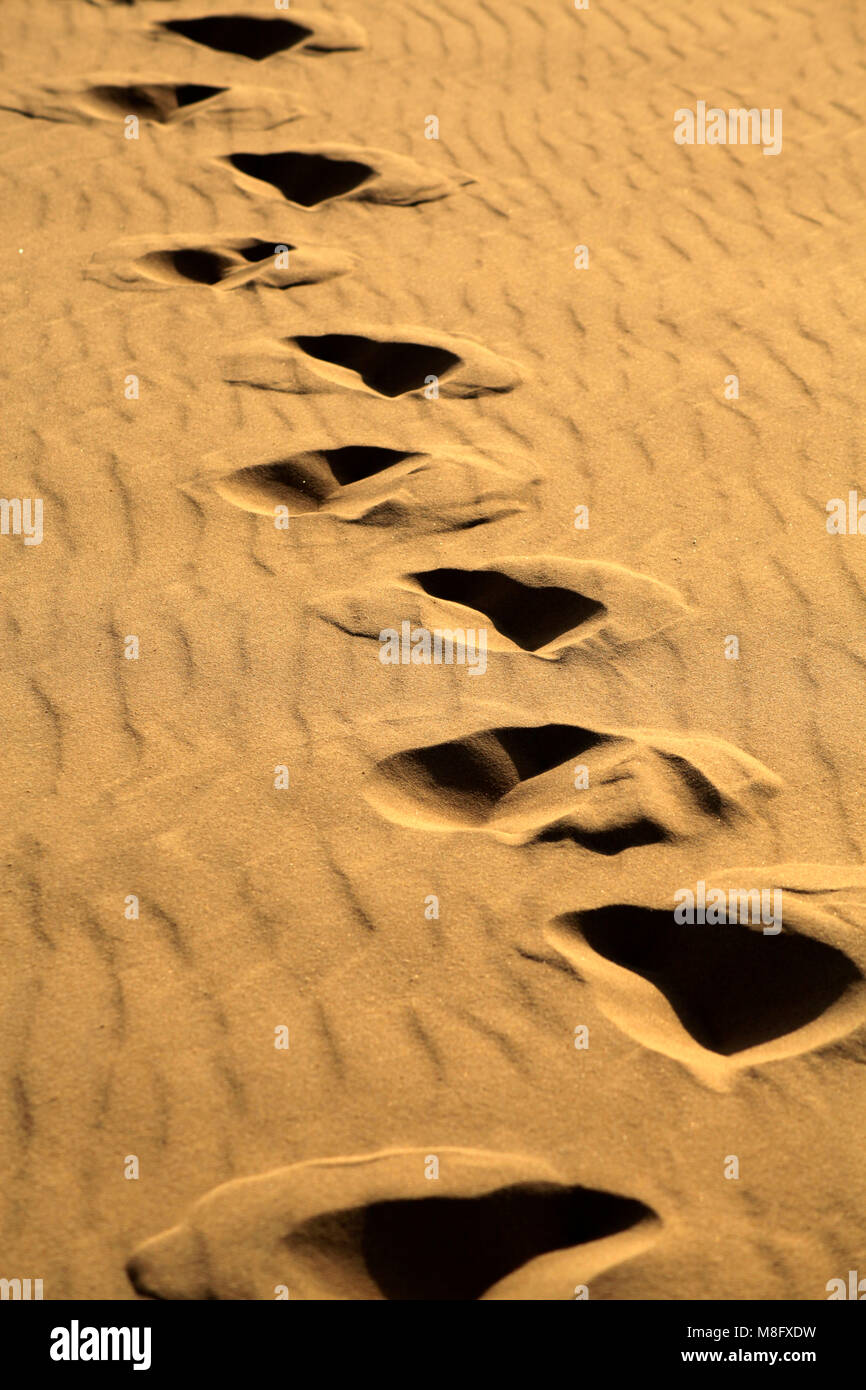 Grande dune du Pilat, pays du Buch Foto Stock