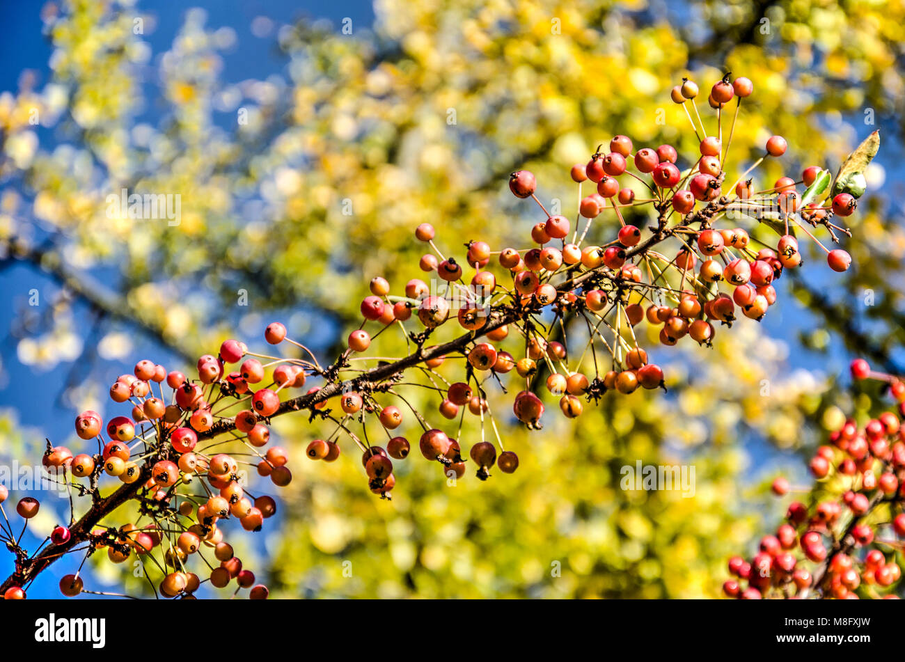 Bacche rosse contro uno sfondo sfocato di foglie di colore giallastro e cielo blu in autunno Foto Stock