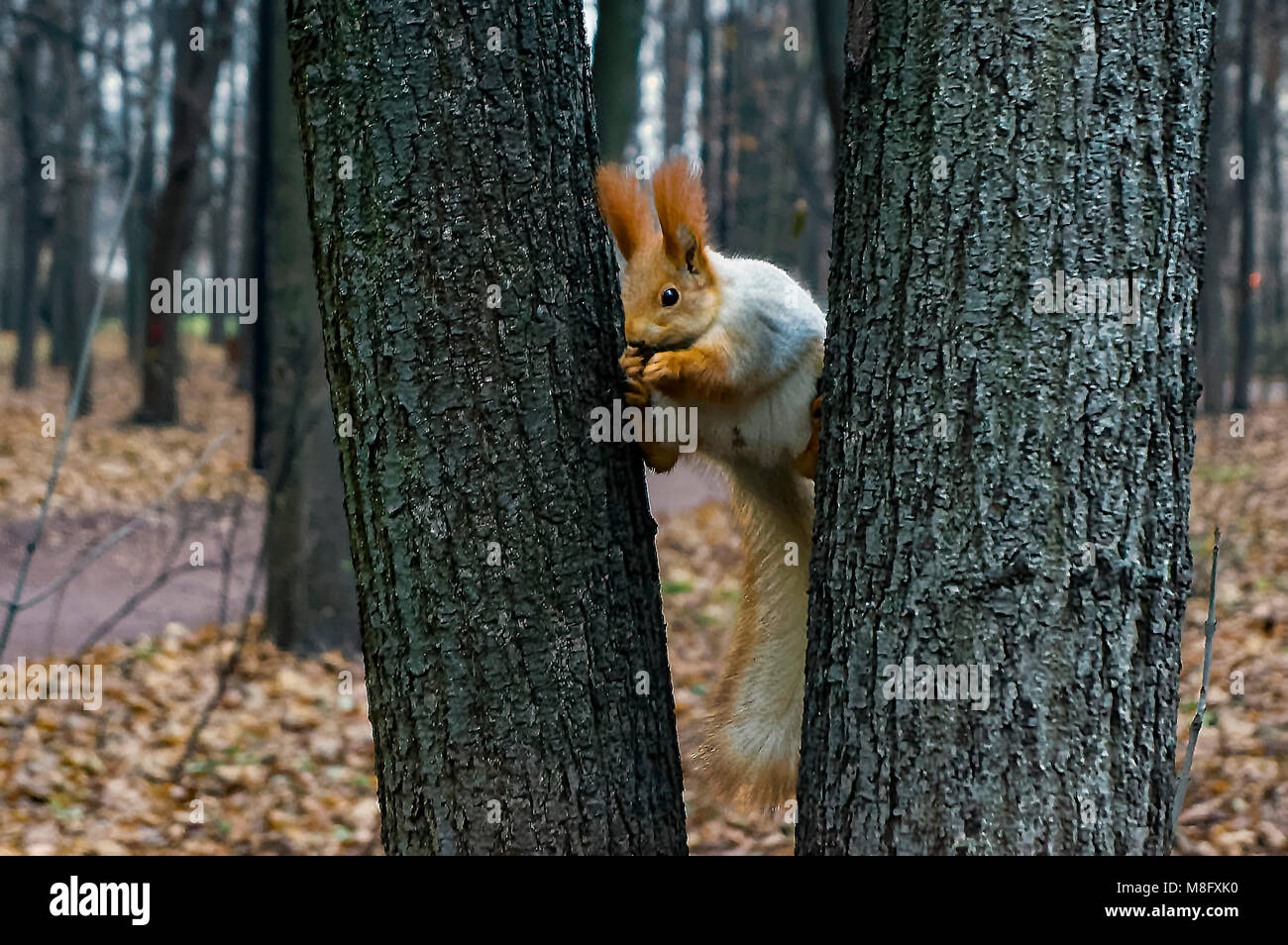 Lo scoiattolo eseguendo una split Foto Stock