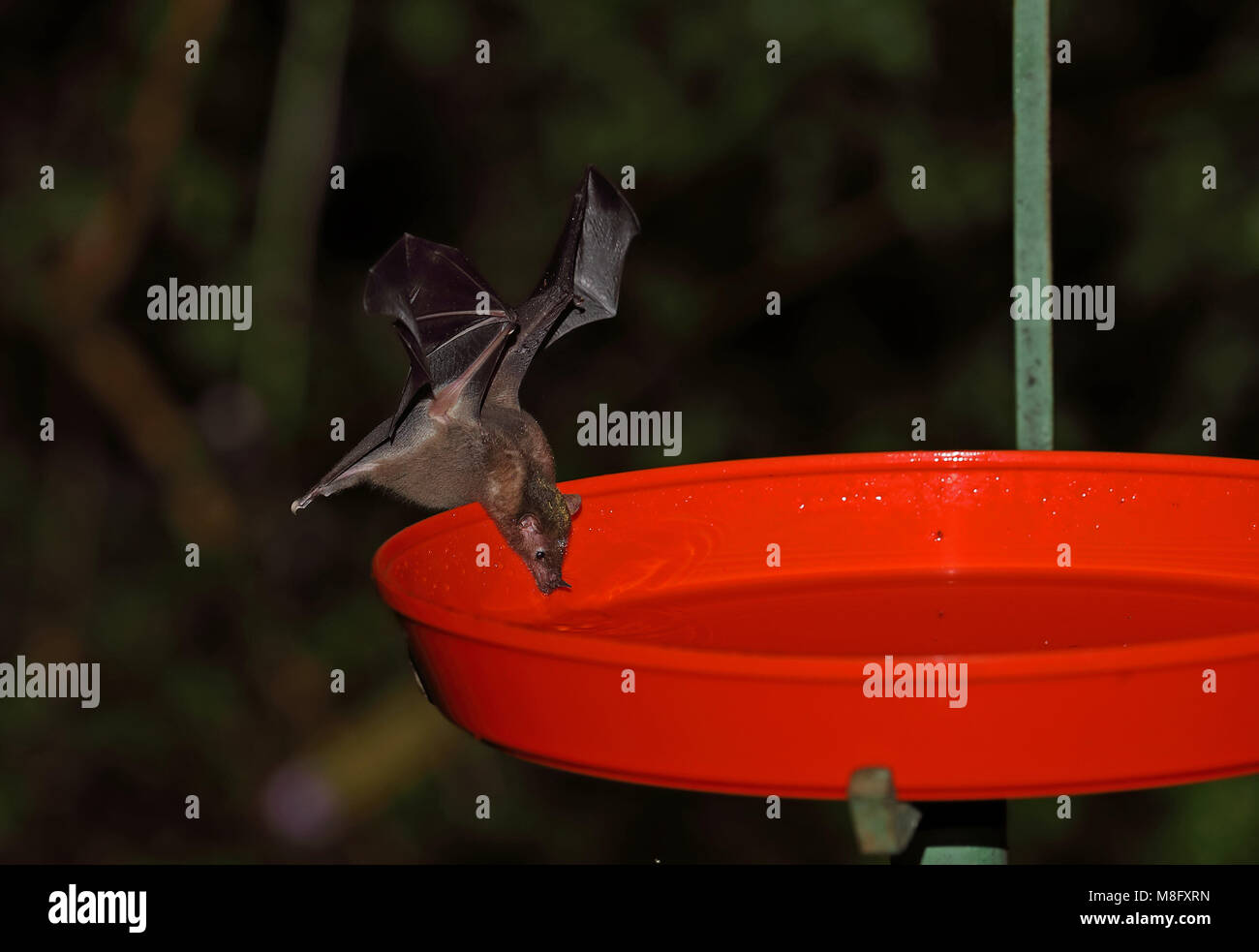 Geoffroy's Tailless Bat (Anoura geoffroyi) adulto Alimentazione da alimentatore hummingbird Tapichalaca, Ecuador Febbraio Foto Stock