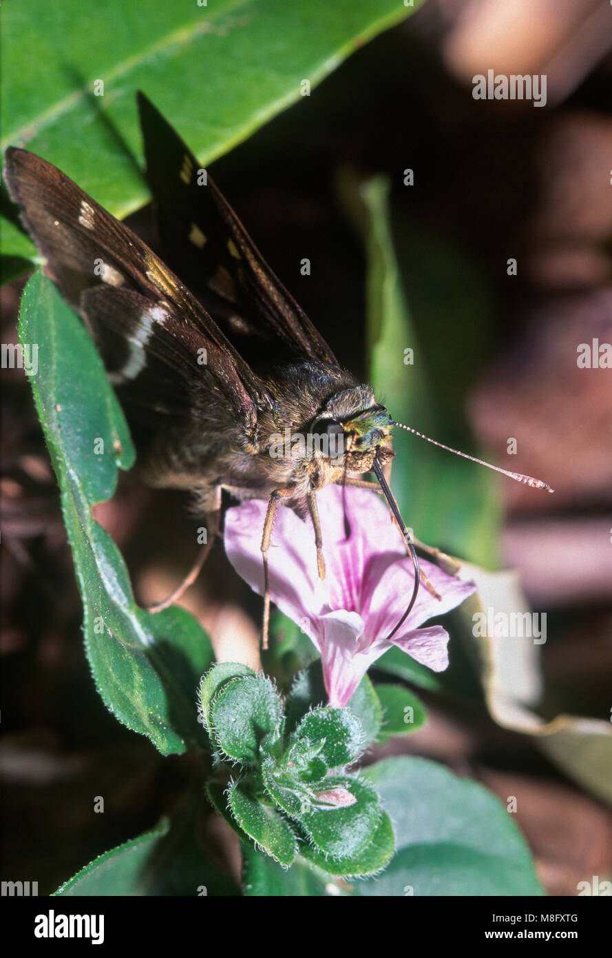 Tropical skipper butterfly (Hesperiidae) alimentazione sul fiore rosa, di Foz do Iguacu, Brasile Foto Stock