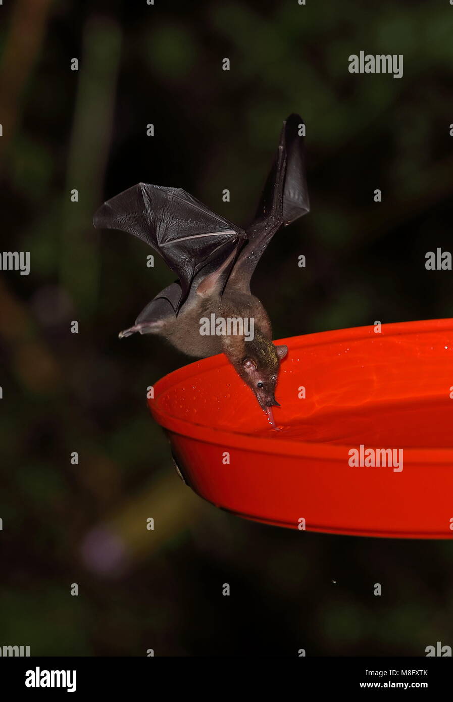 Geoffroy's Tailless Bat (Anoura geoffroyi) adulto Alimentazione da alimentatore hummingbird, con il polline sulla testa Tapichalaca, Ecuador Febbraio Foto Stock