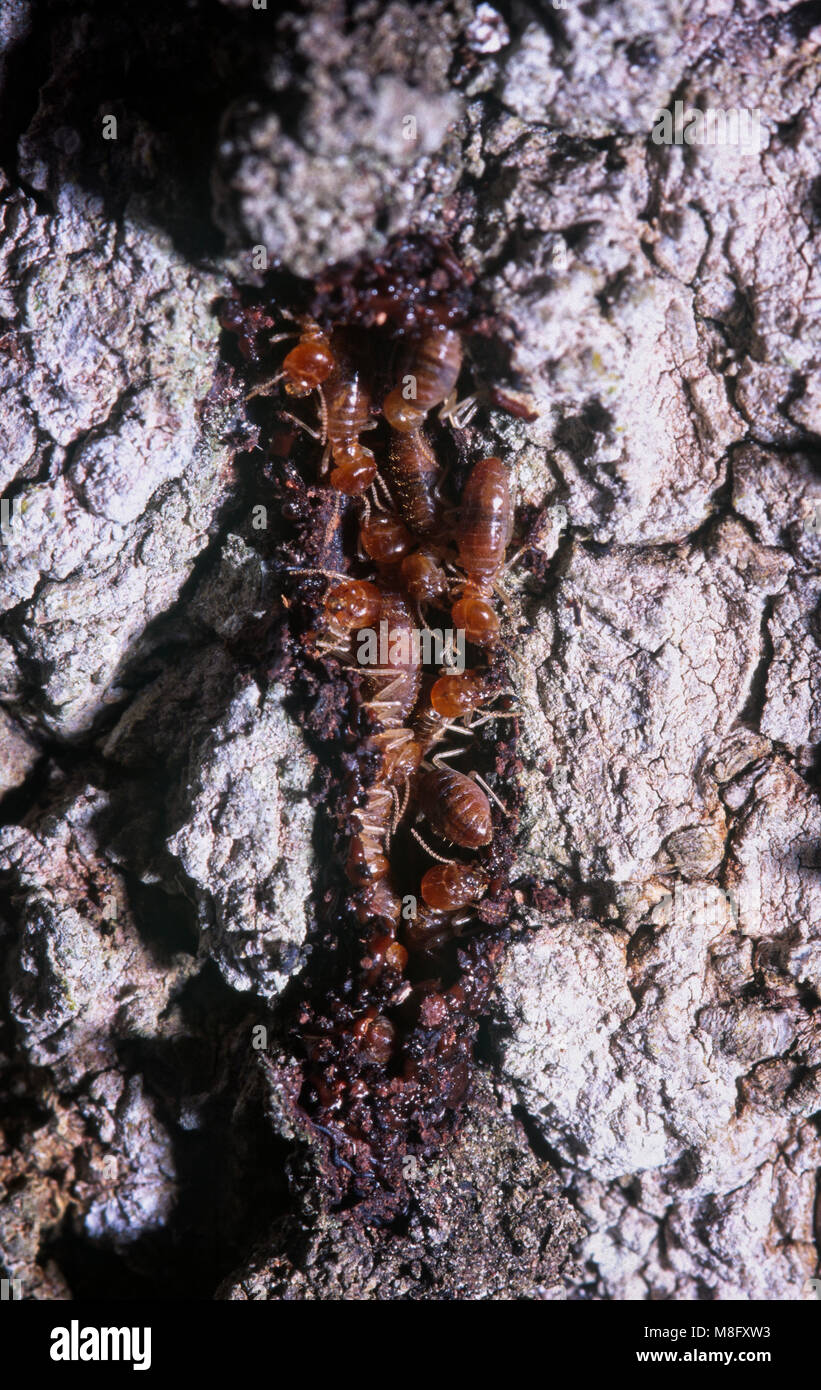 Lavoratore termiti riparazione sentiero di fango, di Foz do Iguacu, Brasile Foto Stock