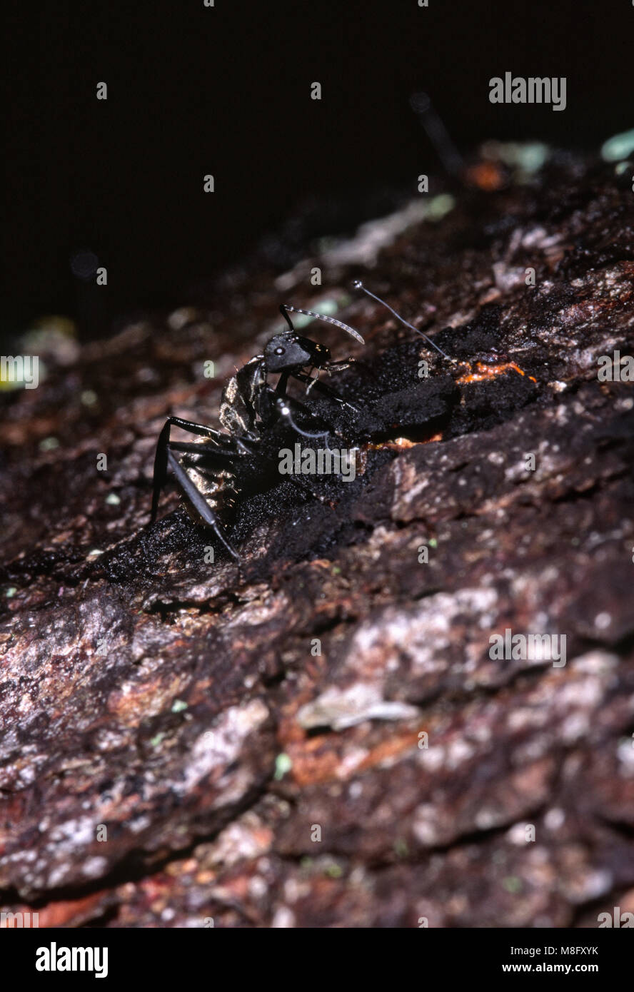 Golden carpenter ant (Camponotus sericeiventris) alimentazione sulla melata da insetti di scala Stigmacoccus (sp). Foto Stock