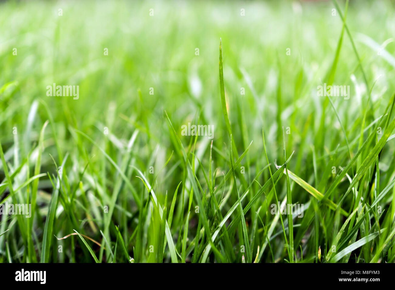 Estate verde prato può essere lo sfondo Foto Stock