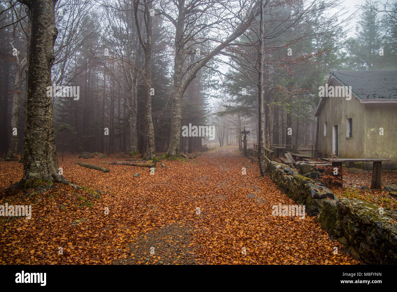 Casa isolata nella foresta di faggi boschi // vecchia casa / isolato / casa di pietra / autunno / foresta / caduta foglie Foto Stock