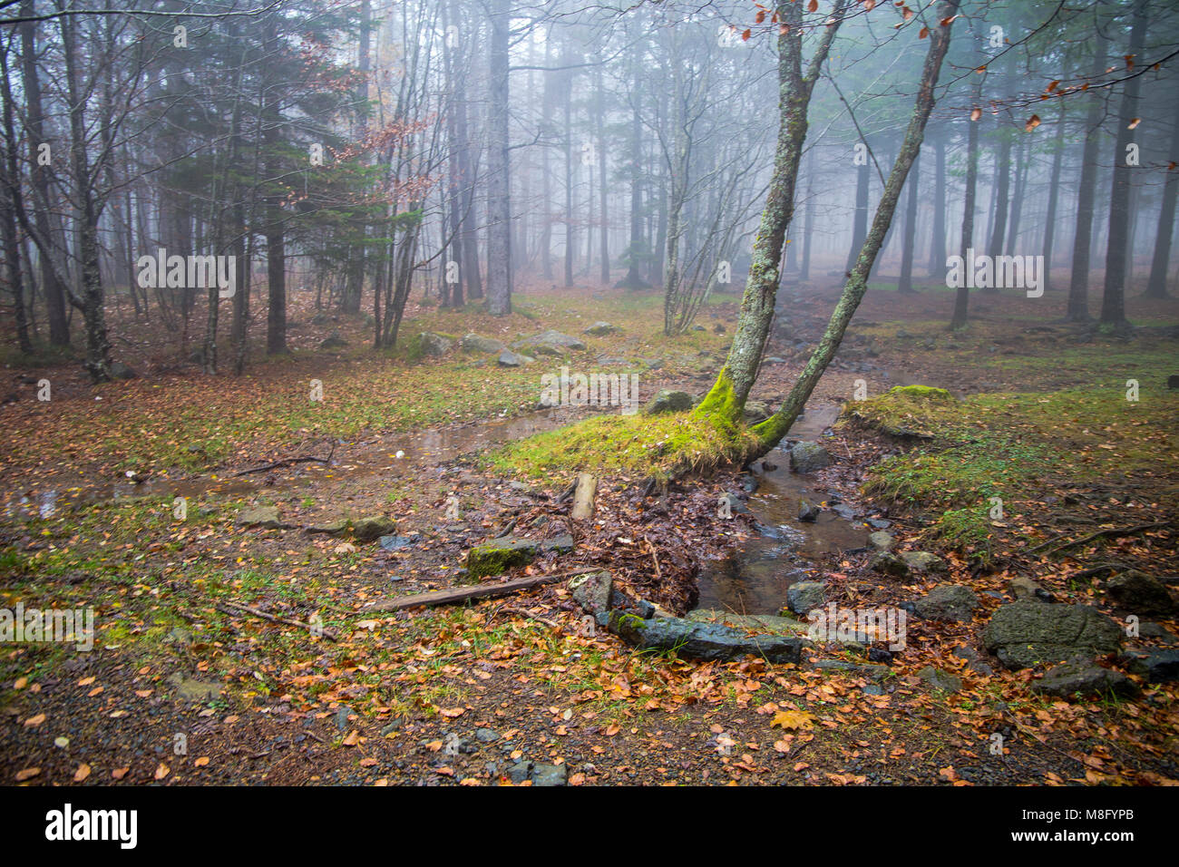 Un piccolo fiume in una foresta in autunno / boschi / foresta / autunno / foglie / autunno Foto Stock