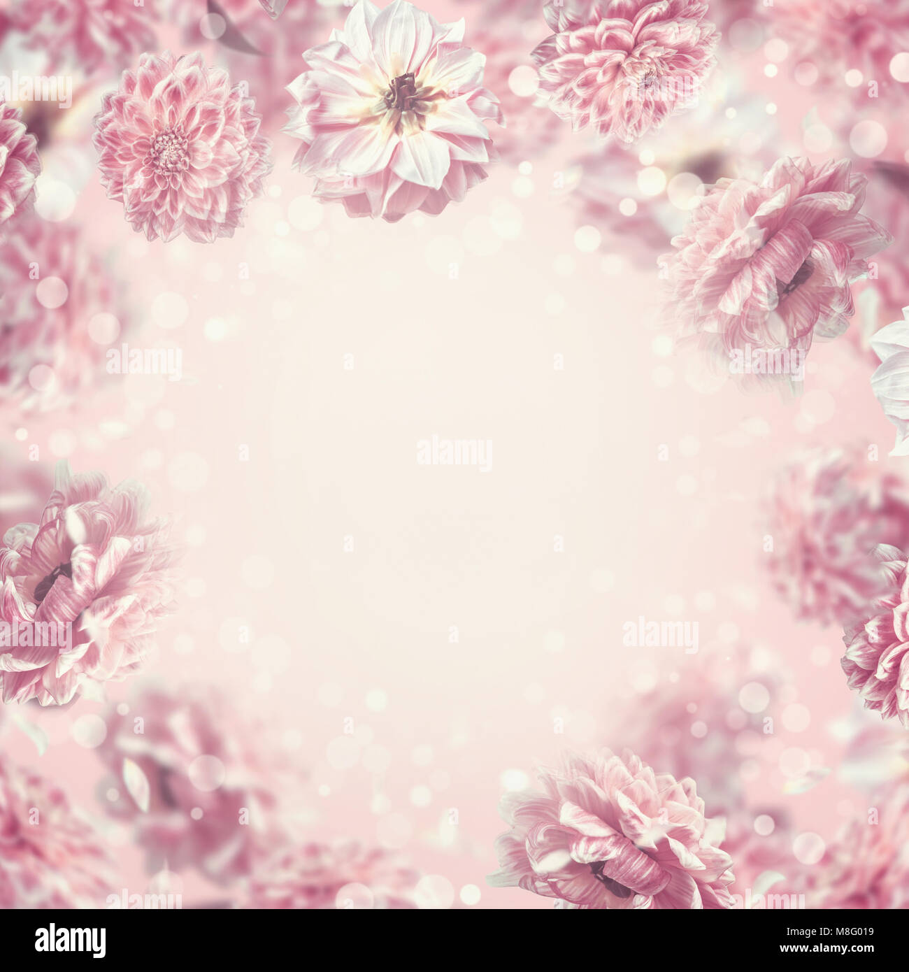 La caduta o battenti rosa pastello fiori di sfondo o telaio, layout creativi con copia di spazi per la progettazione Foto Stock