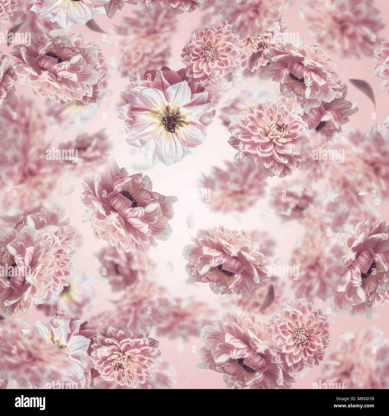 La caduta o battenti di rosa pastello sullo sfondo di fiori o di un modello Foto Stock