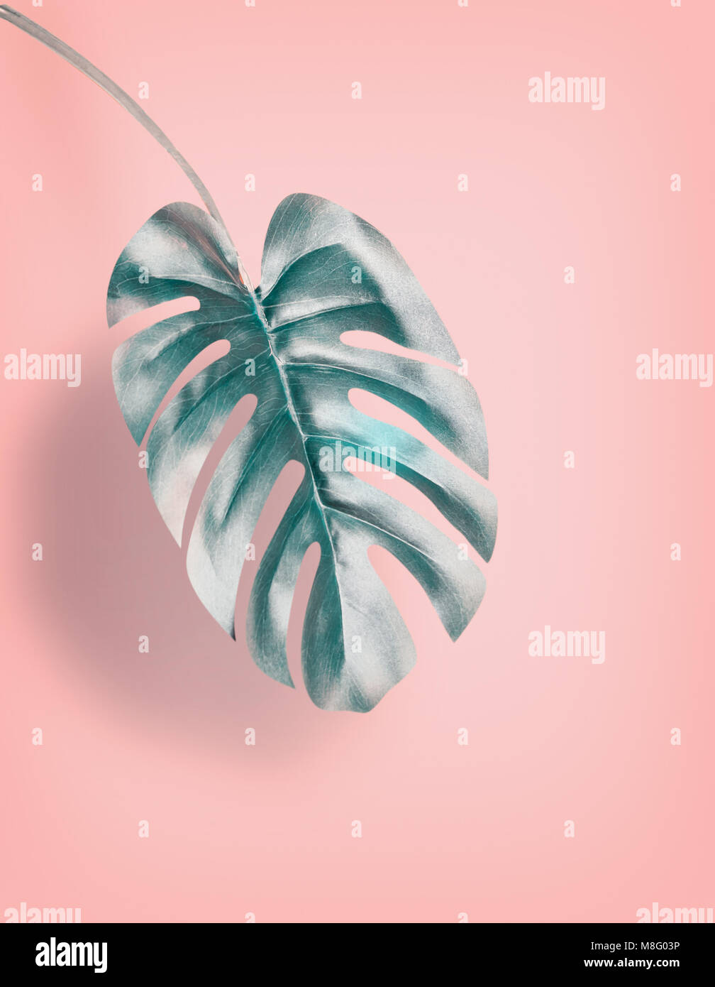 Tropical Monstera pensili a foglia di rosa pastello, sfondo estate sfondo con spazio copia per la progettazione Foto Stock