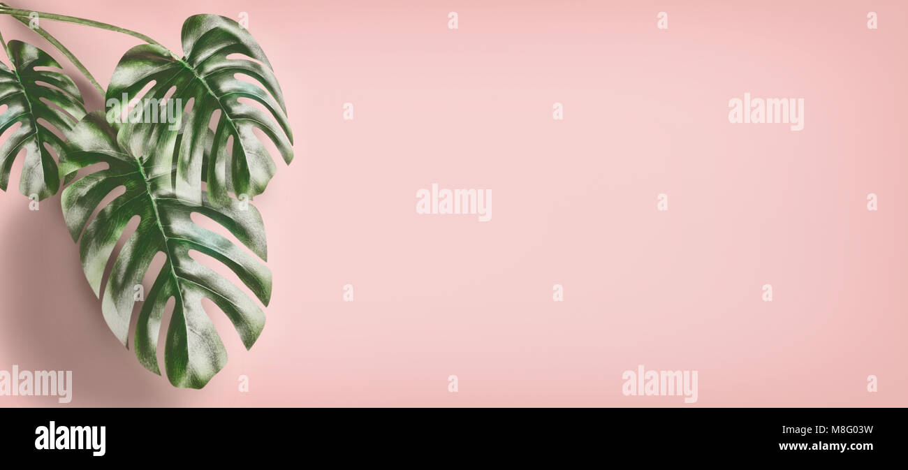 Tropical Monstera foglie a pastello sfondo rosa, estate sfondo con copia spazio per la progettazione di un modello o di banner Foto Stock
