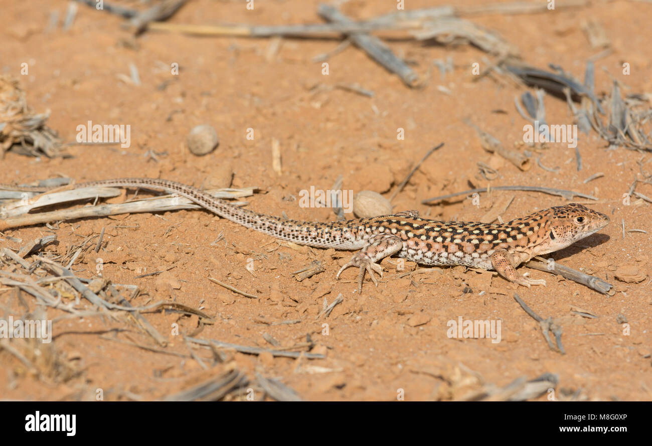 Leopard Fringe-Fingered Lizard (Acanthodactylus pardalis) nell ovest del deserto del Sahara in Marocco. Foto Stock
