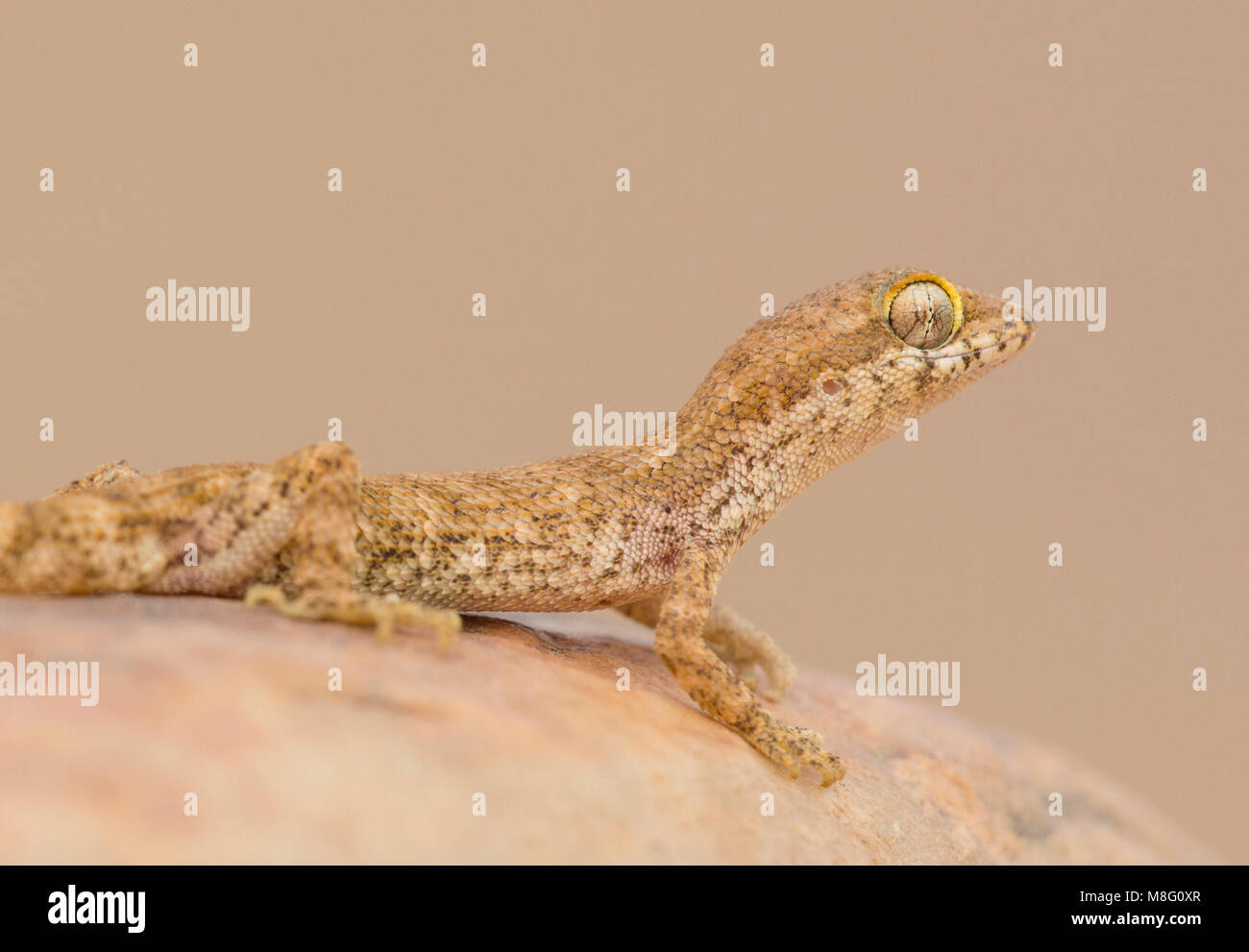 Sabbia algerino Gecko (Tropiocolotes algericus) nell ovest del deserto del Sahara in Marocco. Foto Stock