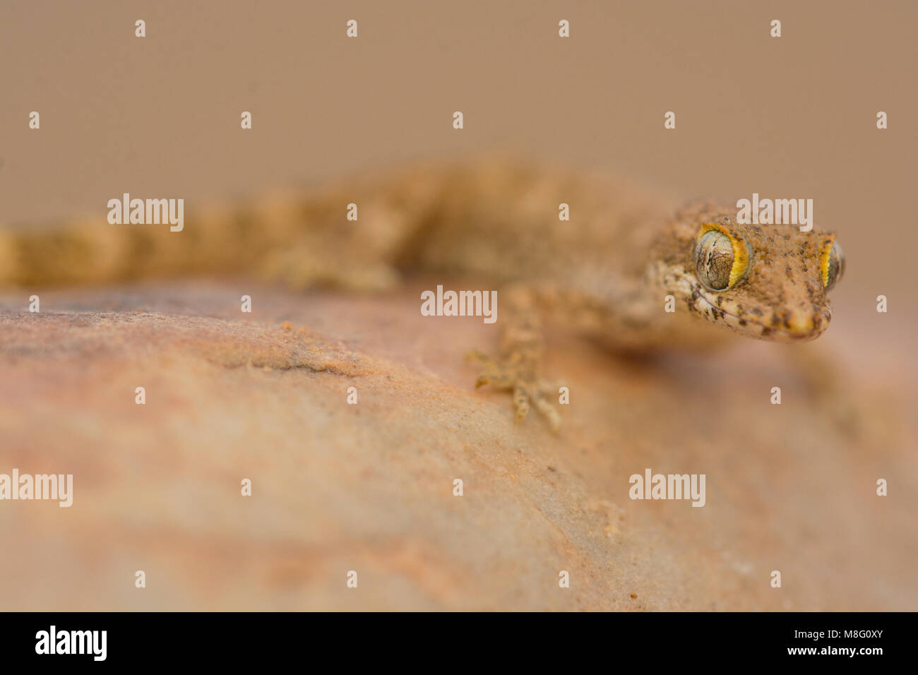 Sabbia algerino Gecko (Tropiocolotes algericus) nell ovest del deserto del Sahara in Marocco. Foto Stock