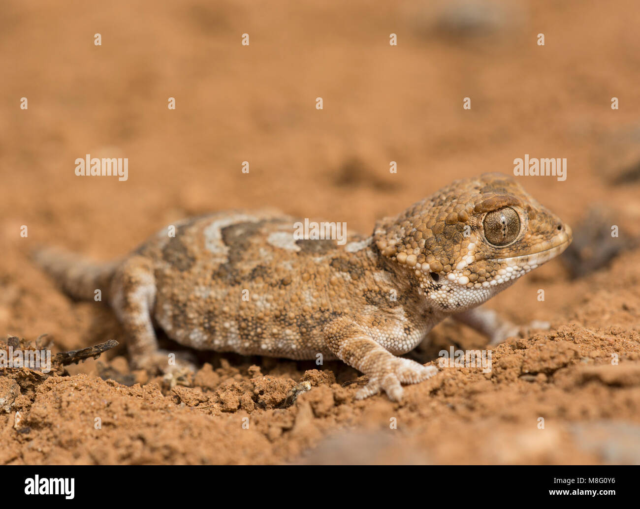 Helmeted Gecko (Tarentola chazaliae) nell ovest del deserto del Sahara in Marocco. Foto Stock