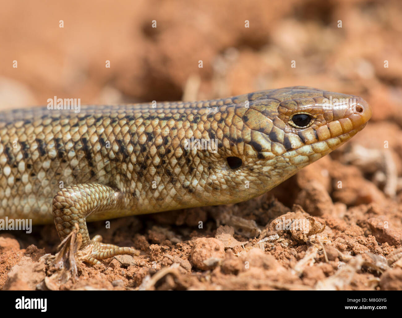 Molte scalate cilindrica (Skink Chalcides polylepis) nell ovest del deserto del Sahara in Marocco. Foto Stock