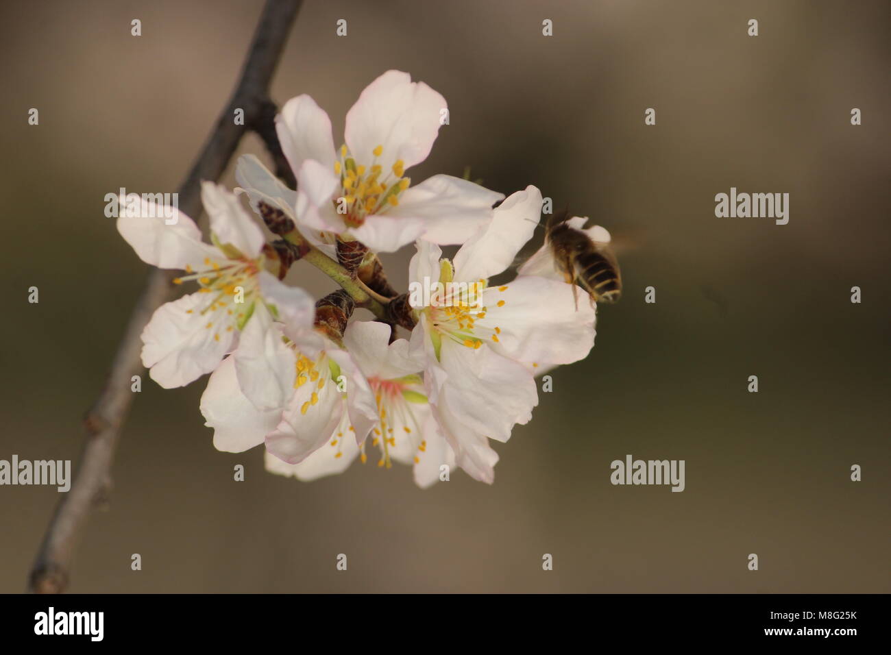 Srinagar, India. Decimo Mar, 2018. Fiore di primavera su alberi di mandorle nel mondo famoso 'Almond alcova' localmente noto come 'Badamwari BADAAM VEAR' Badamwari Garden si trova nel centro cittadino di Srinagar. Si tratta di uno dei più bei monumenti da vedere in primavera dove i mandorli sono in piena fioritura. Credito: Arfath Naseer/Pacific Press/Alamy Live News Foto Stock