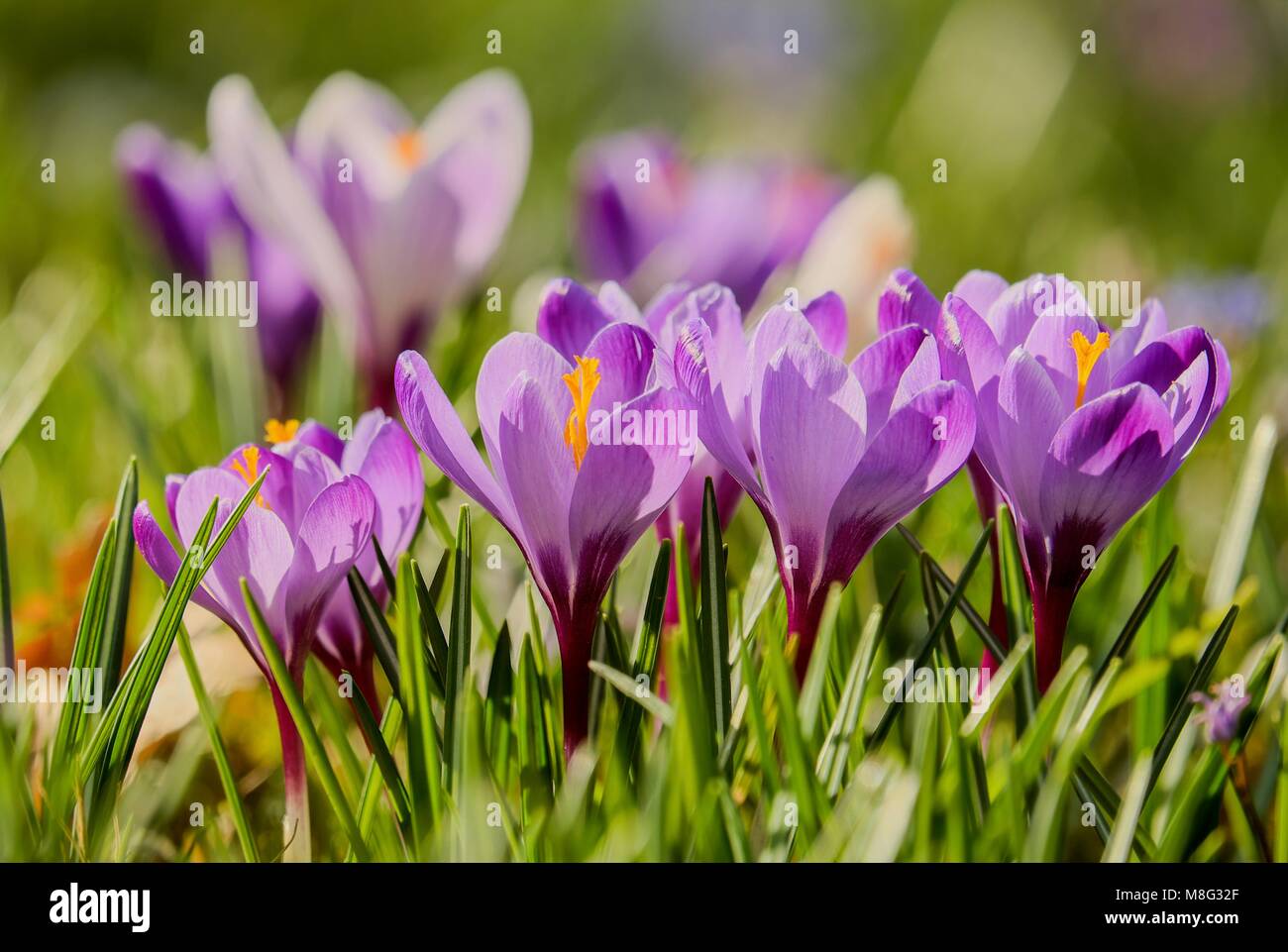 Viola - fiore Crocus Foto Stock