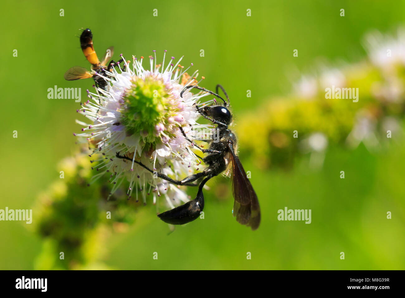 Strane insetto Ammophila sabulosa, il rosso-sabbia nastrati wasp alimentazione su un fiore bianco. Foto Stock