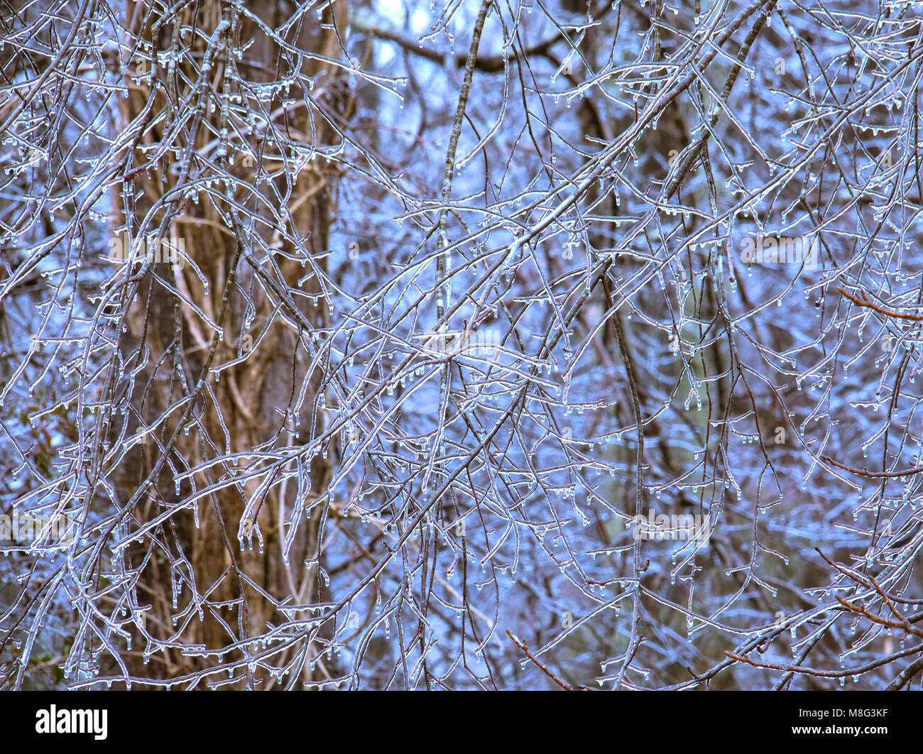 Guazzabuglio caotico di rami di alberi e ramoscelli incastrata nel ghiaccio. Foto Stock