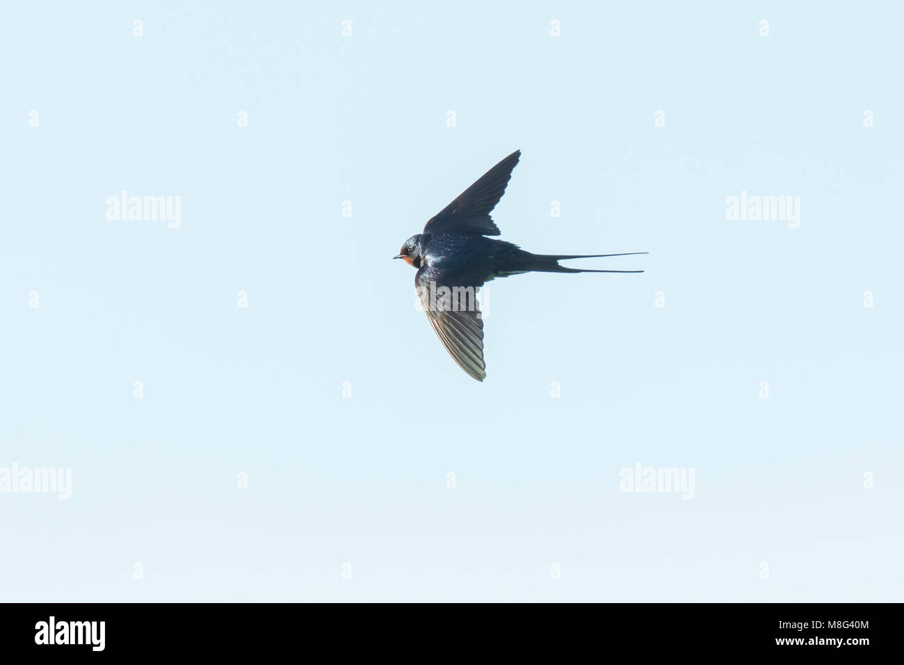 Primo piano di un fienile Swallow (Hirundo rustica) in volo. La specie più diffusa di inghiottire in tutto il mondo e l'uccello nazionale dell'Estonia. Foto Stock