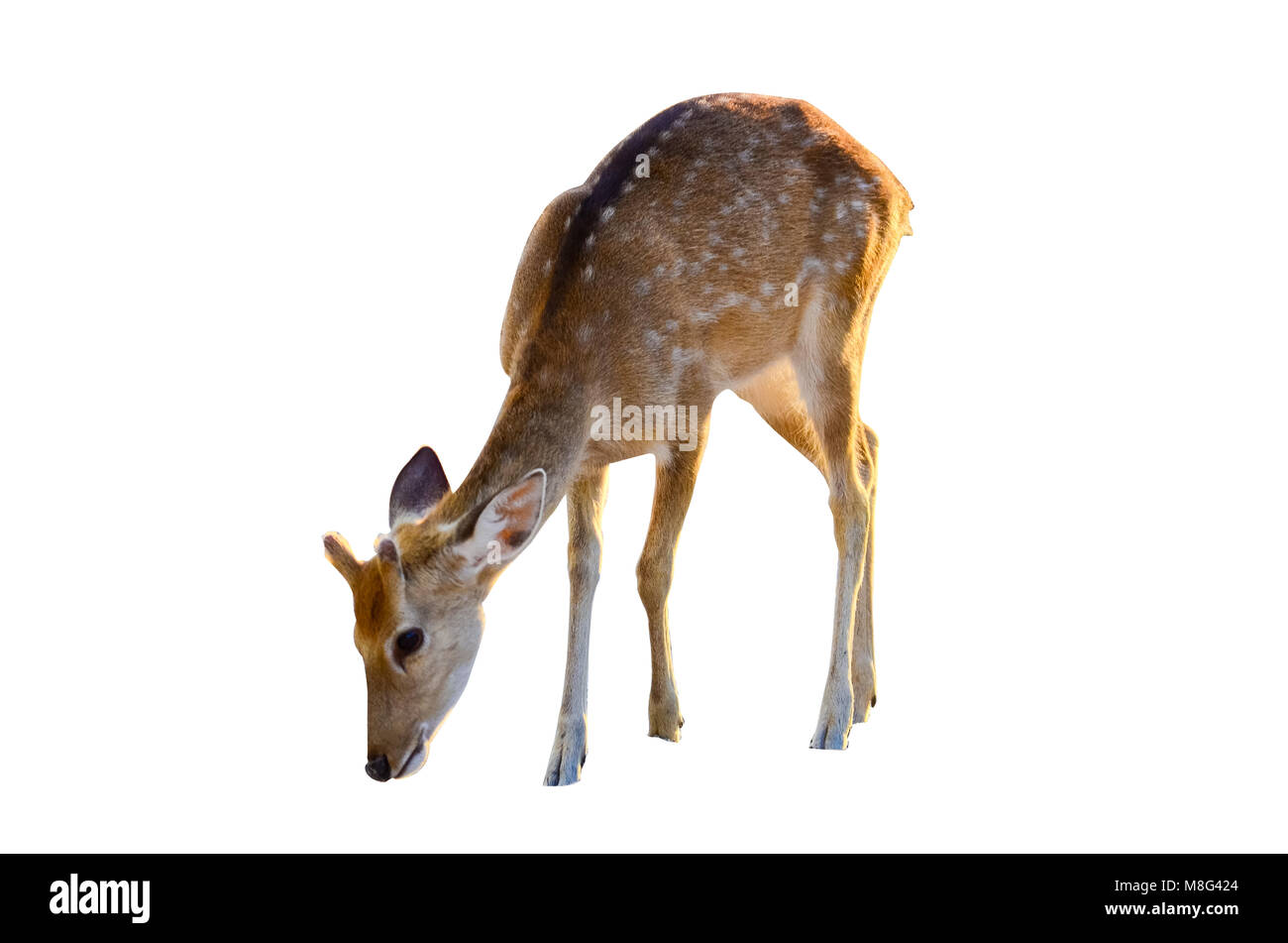 Baby deer isolato in uno sfondo bianco marrone a punti Foto Stock