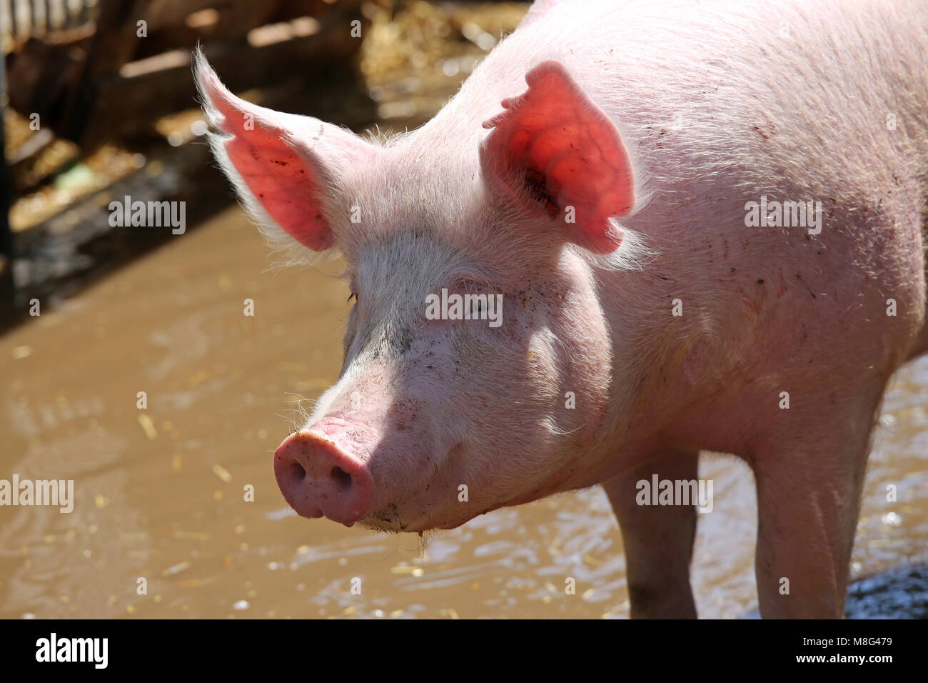 Headshot close up di un maiale giovane sow a fattoria degli animali estate all'aperto Foto Stock
