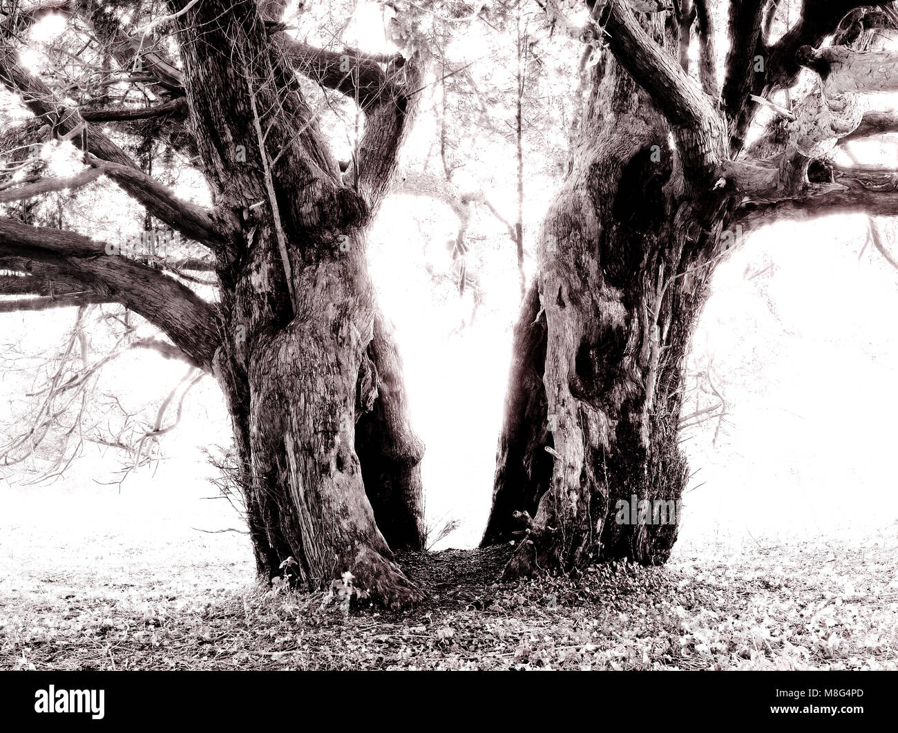 Antico albero di Yew. Diviso a metà da un fulmine centinaia se non migliaia di anni fa. Foto Stock