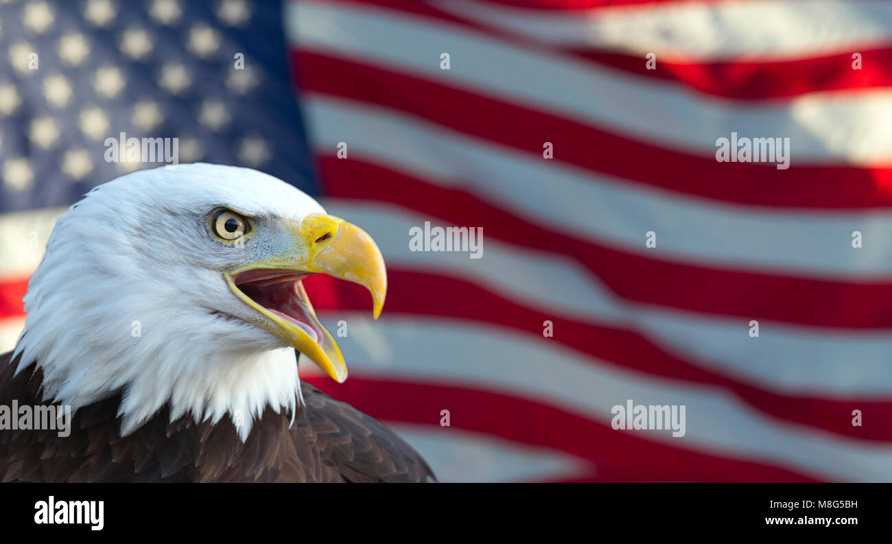 Aquila calva e bandiera degli STATI UNITI D'AMERICA Foto Stock