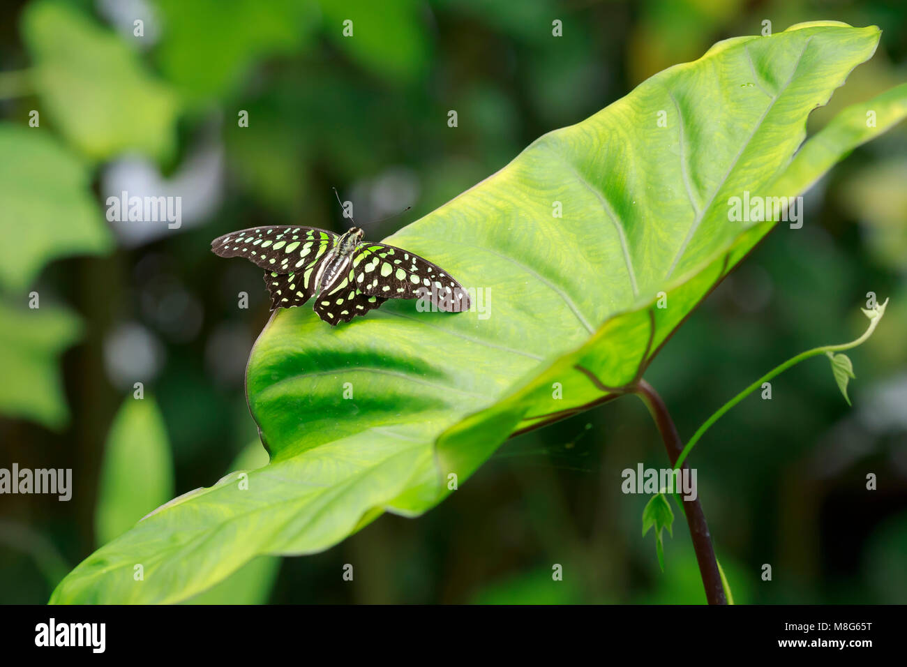 Colore verde tailed jay butterfly, Graphium Agamennone, poggiante su una grande foglia. La farfalla è anche chiamato verde codato jay, o triangolo verde, g Foto Stock
