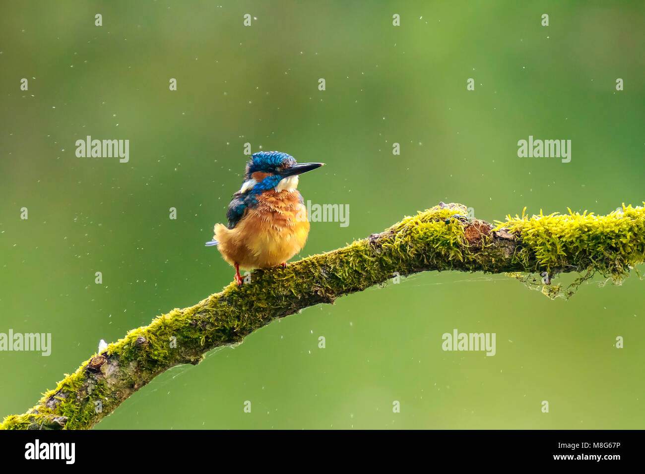 Un primo piano di una kingfisher (Alcedo atthis) arroccato e preening su un ramo foraggio e pesca durante la primavera in inizio di mattina di sole. Il backg Foto Stock