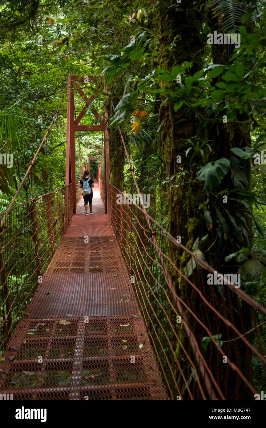 Un ponte di sospensione consente ai visitatori di visualizzare la foresta pluviale dal piano di sopra in Monteverde Cloud Forest Riserve. Foto Stock