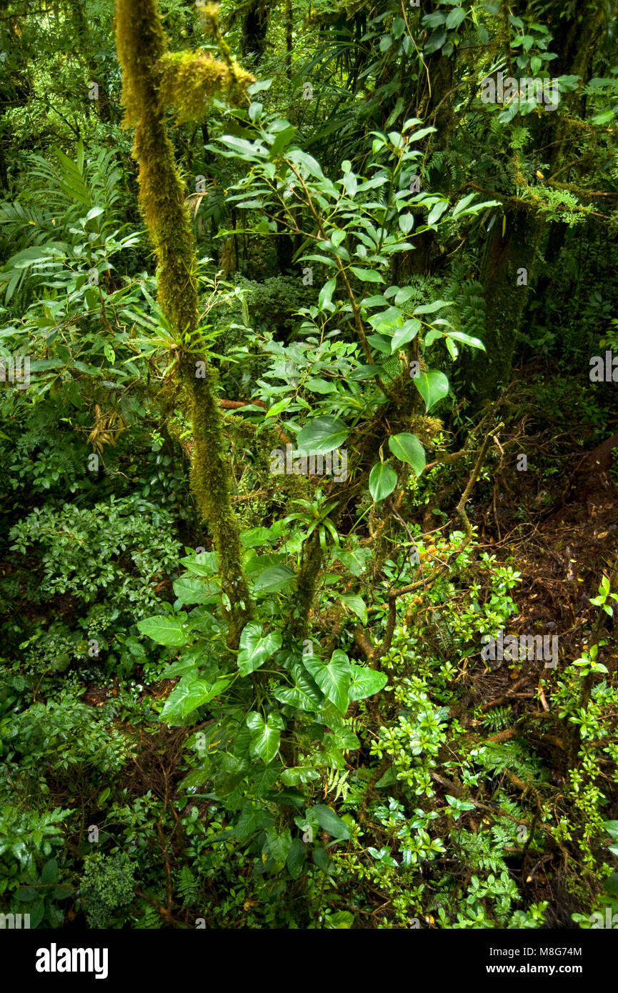 Questo ambiente umido in Monteverde Cloud Forest Riserve aiuta a promuovere una quantità enorme di biodiversità, Foto Stock