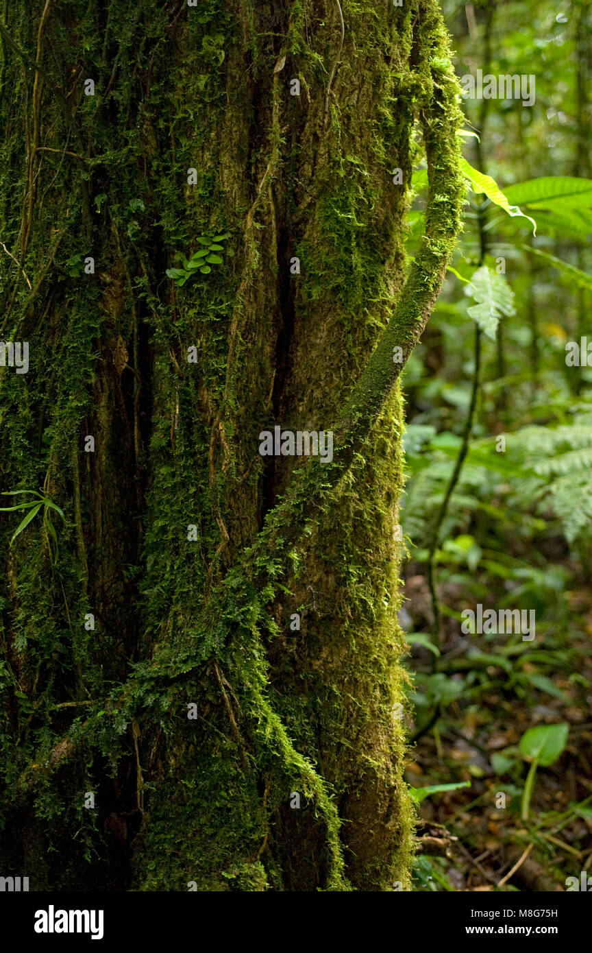 Un muschio coperto di radice di antenna si avvolge attorno al tronco di un albero nella Monteverde Cloud Forest Preserve. Foto Stock