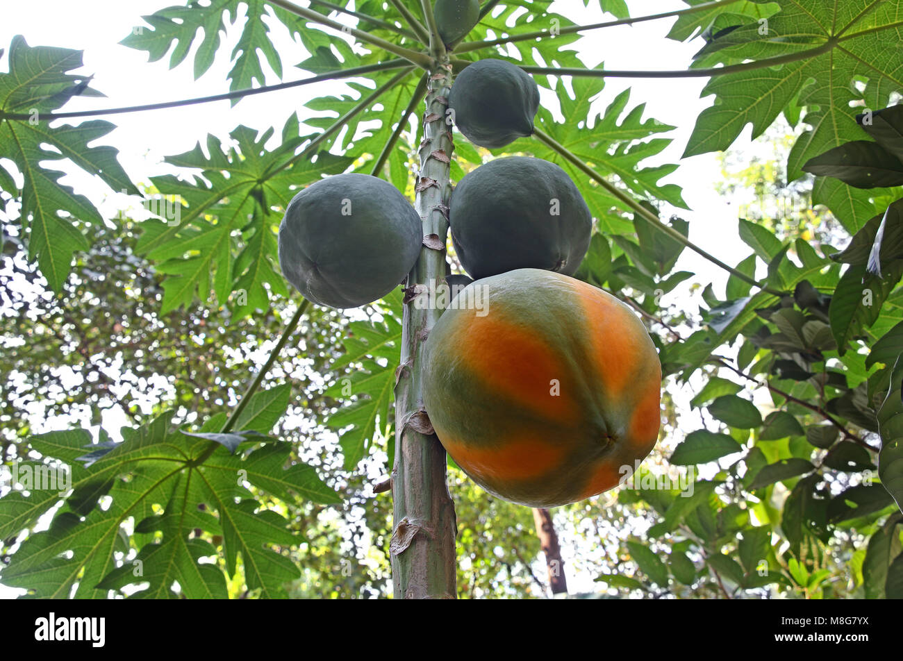 Mature, organico e grandi Red Lady papaia frutti che crescono in pianta in Kerala, India. Foto Stock