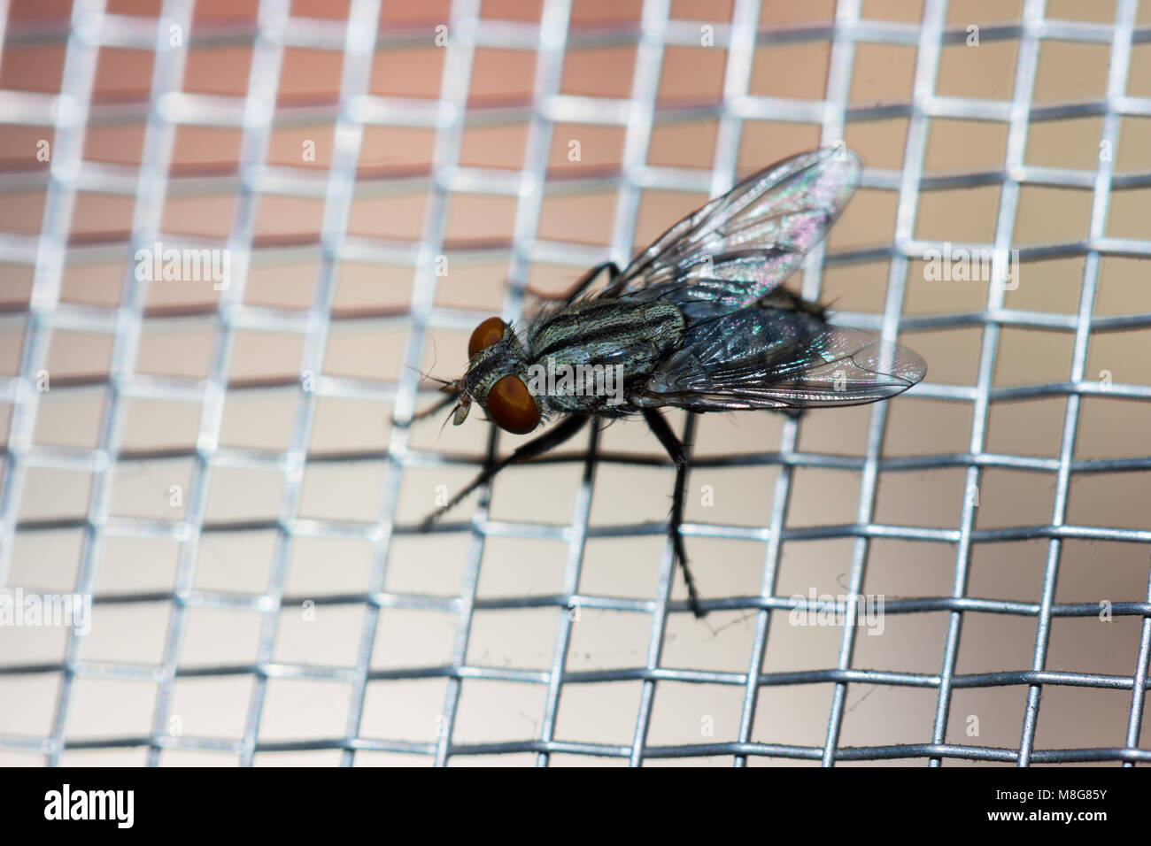 Primo piano di una mosca sulla rete in casa Foto Stock